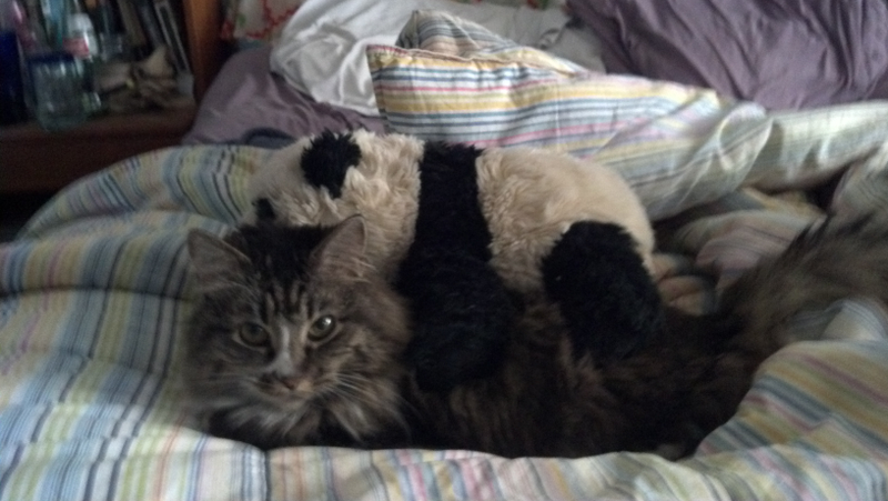 Illustration for article titled A Partial List of Things My Cat Will and Will Not Eat